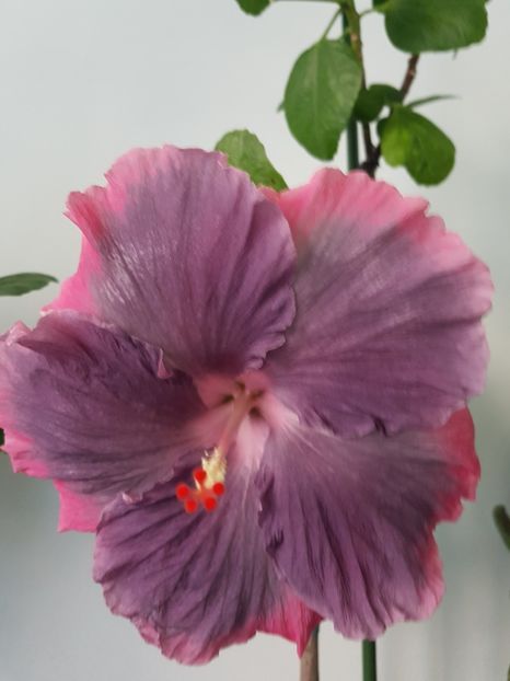  - Hibiscus Moorea My Blue Pearl