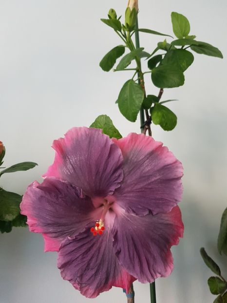  - Hibiscus Moorea My Blue Pearl