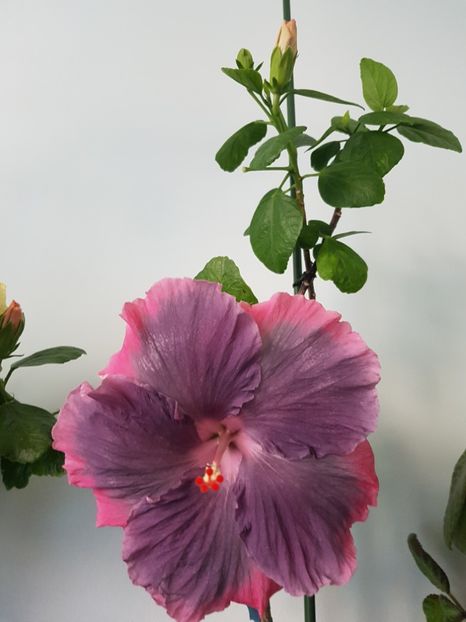  - Hibiscus Moorea My Blue Pearl