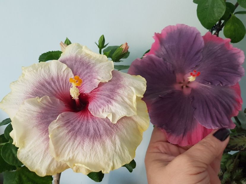  - Hibiscus Moorea My Blue Pearl