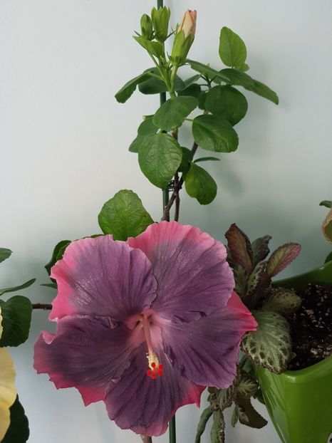  - Hibiscus Moorea My Blue Pearl