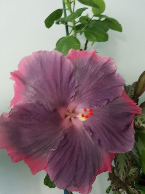  - Hibiscus Moorea My Blue Pearl