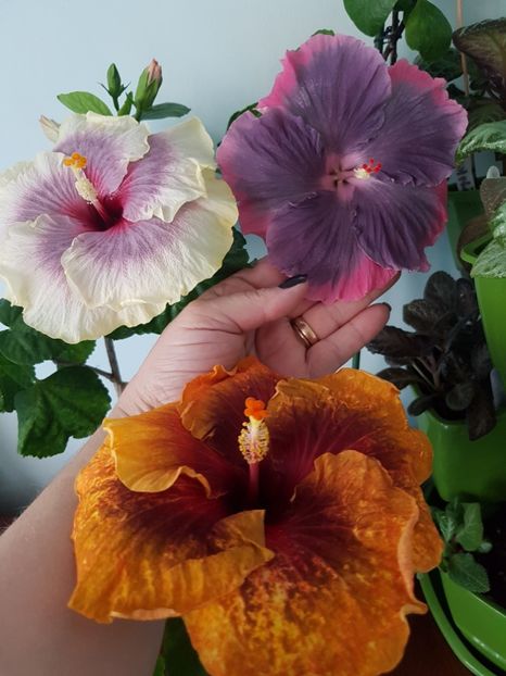  - Hibiscus Moorea My Blue Pearl