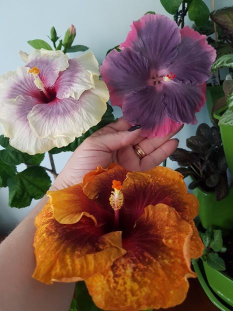  - Hibiscus Moorea My Blue Pearl