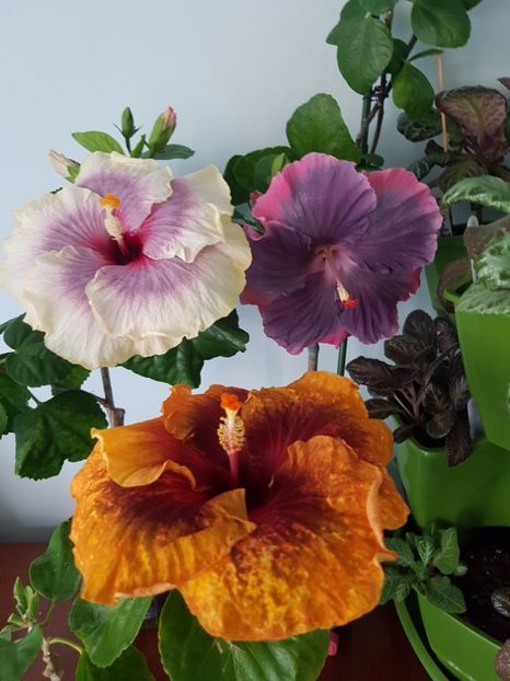  - Hibiscus Moorea My Blue Pearl