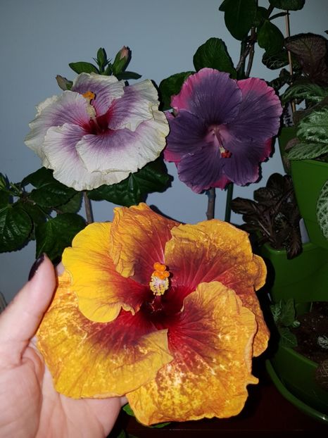  - Hibiscus Moorea My Blue Pearl