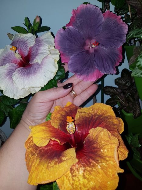  - Hibiscus Moorea My Blue Pearl