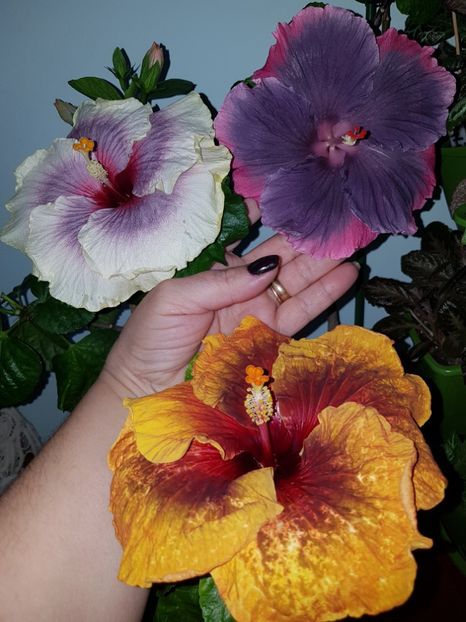  - Hibiscus Moorea My Blue Pearl