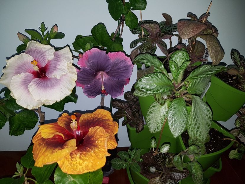  - Hibiscus Moorea My Blue Pearl