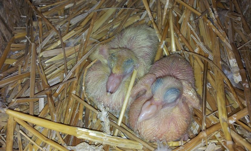 M  15  2019 - F 14  neagra    2019 - 04 PUI TEXANI 2019