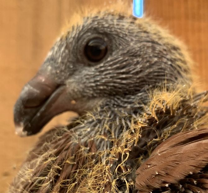 B297EDBB-A8A3-4BE3-8100-363AE02A4718 - Matca