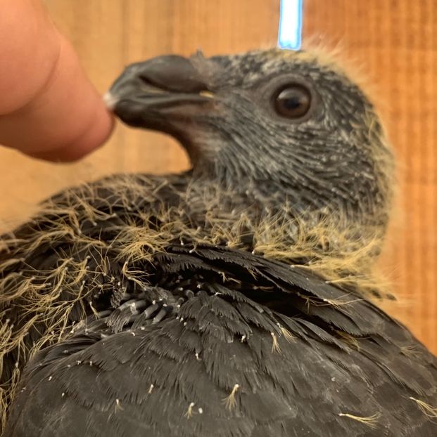 D731907A-314C-4ED9-8415-671C55F1DC5E - Matca