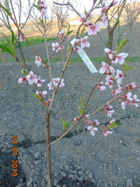 piersic plat SUGAR BABY - Martie 2019 - piersic SUGAR BABY --- plat