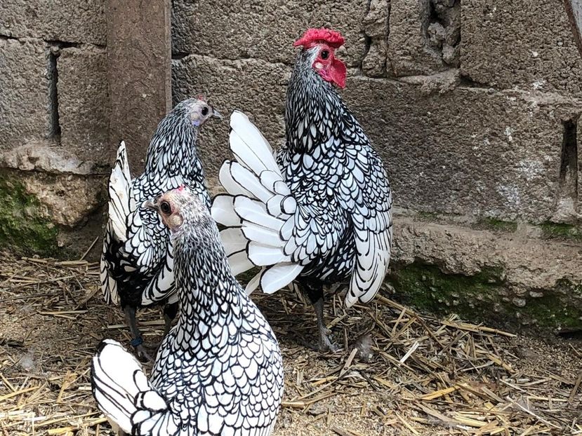  - Sebright argintiu matca 2019