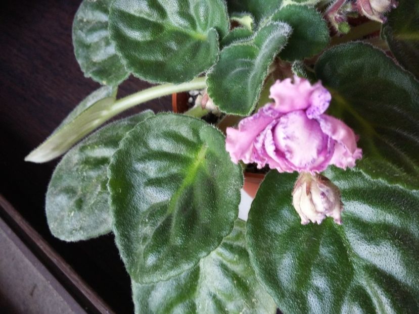  - Eticheta pierduta