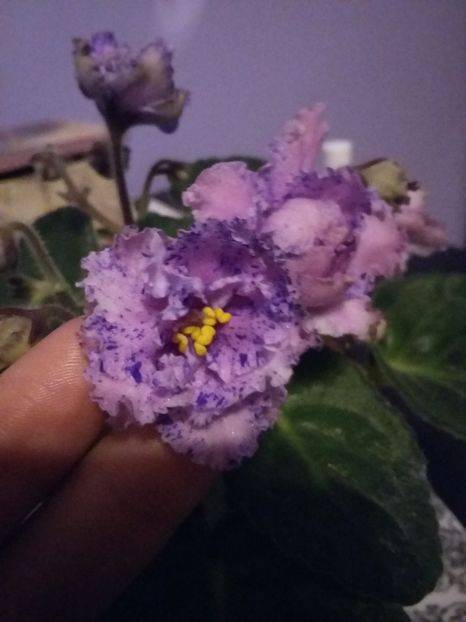  - Eticheta pierduta