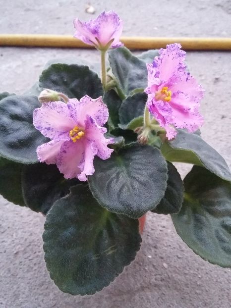  - Eticheta pierduta