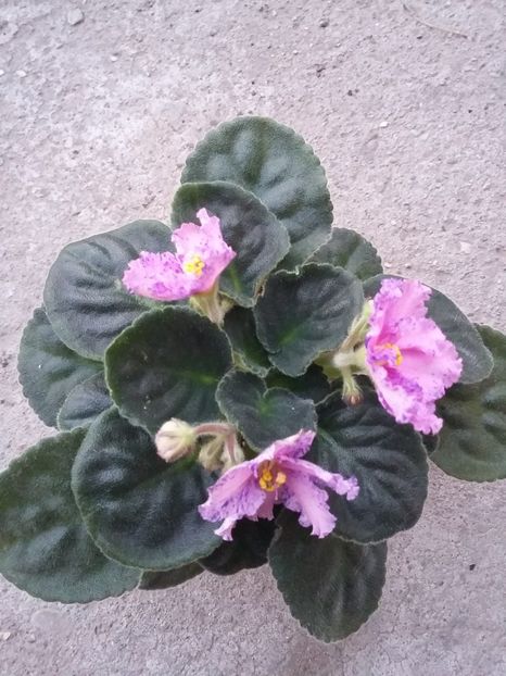  - Eticheta pierduta
