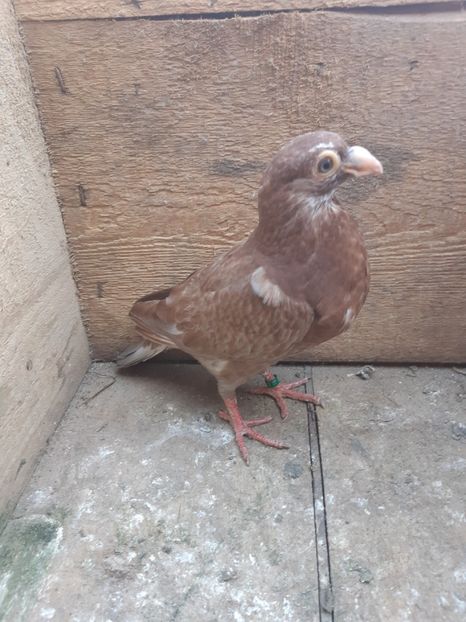 pui din P14 - Pui 2019