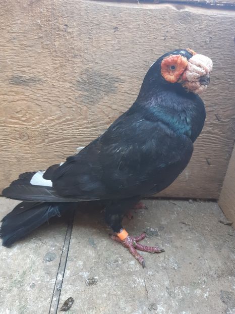  - Carunculati si Berberi