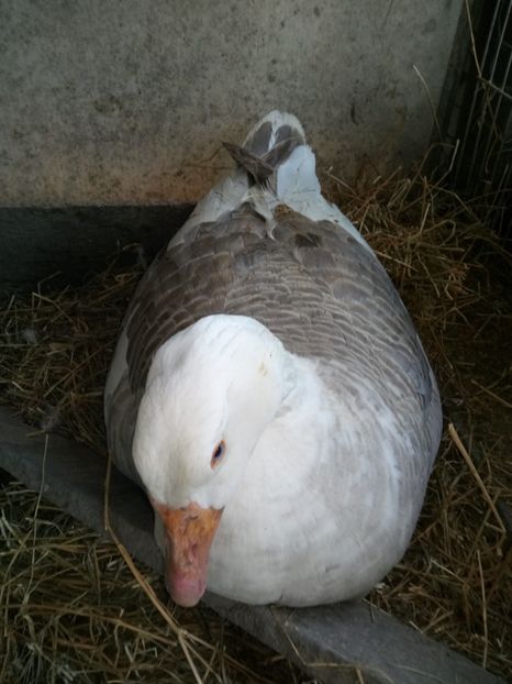 Încă una se pregătește. - Gâște 2018 și 2019