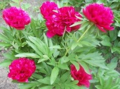 bujor rubra plena-20lei - aaPlante ornamentale disponibile