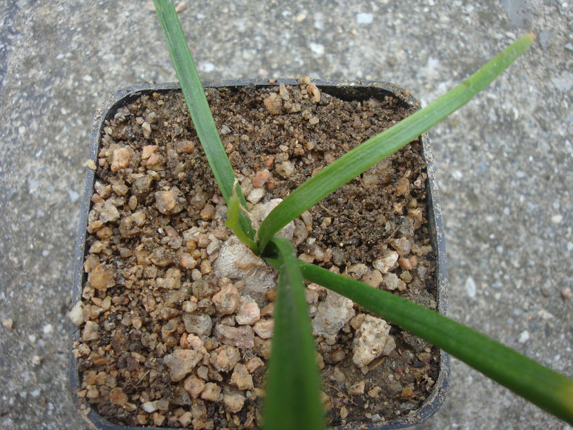 Bowiea volubilis Harv.1867. - Genul Bowiea