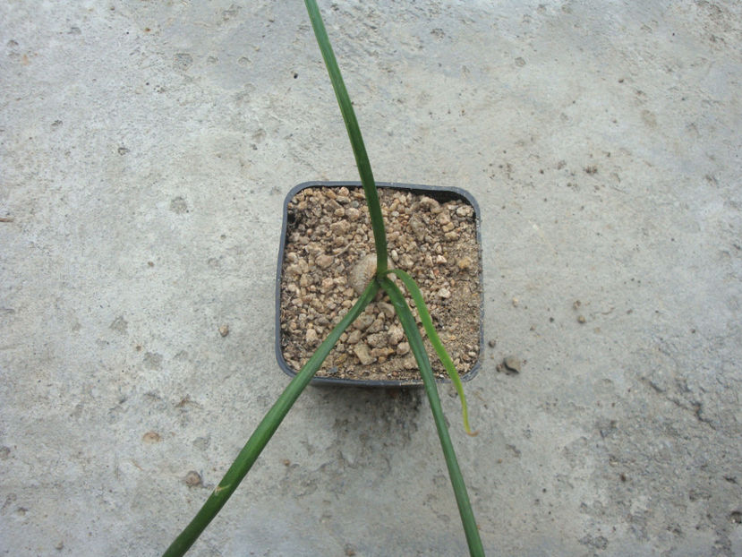 Bowiea volubilis Harv.1867. - Genul Bowiea