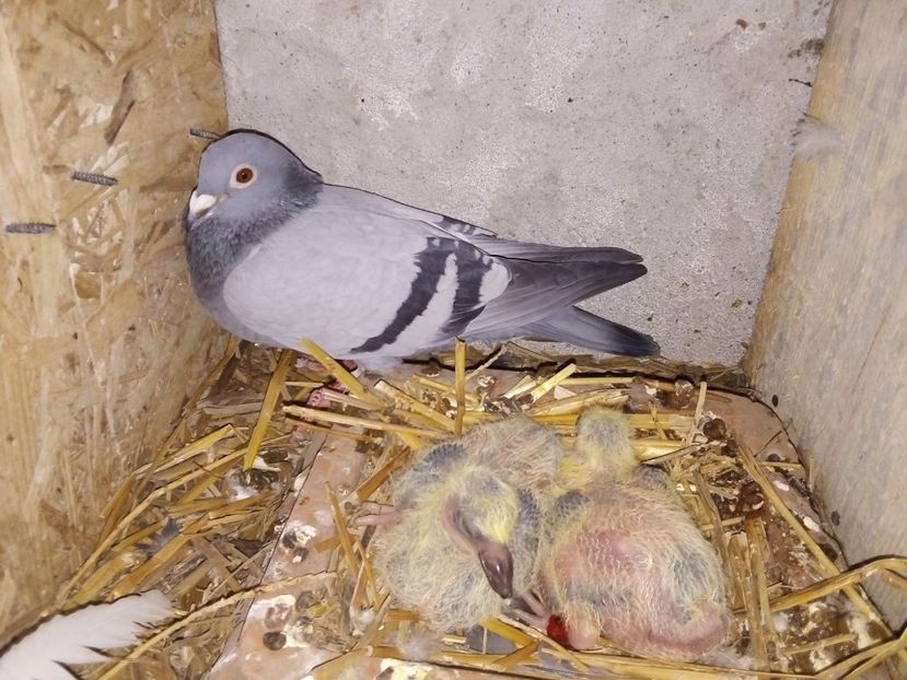 IMG-20190329-WA0008 - Pui de porumbei voiajori 2019