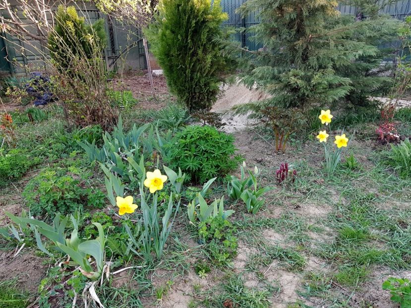  - 2019 Idilic garden