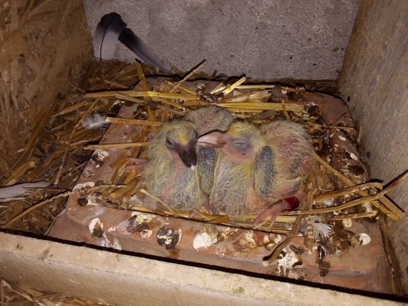 IMG-20190329-WA0017 - Pui de porumbei voiajori 2019