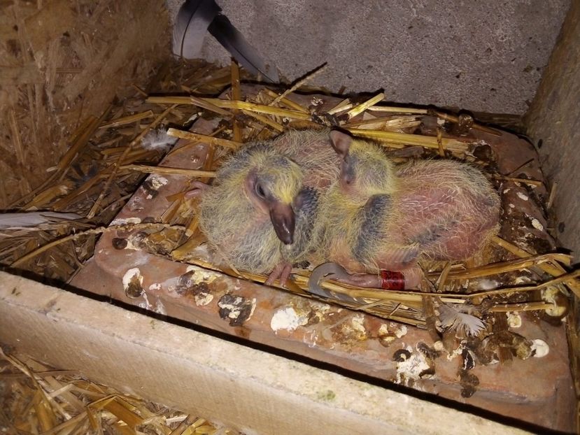 IMG-20190329-WA0021 - Pui de porumbei voiajori 2019