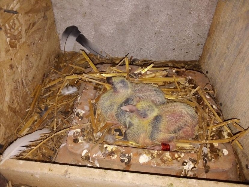 IMG-20190329-WA0025 - Pui de porumbei voiajori 2019