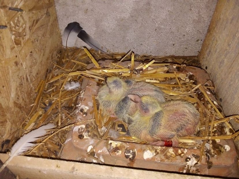 IMG-20190329-WA0027 - Pui de porumbei voiajori 2019