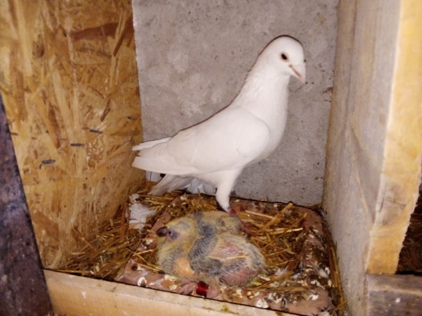  - Pui de porumbei voiajori 2019