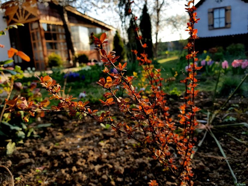 Berberis Orange Roket - 2019 Gradina Pridvor