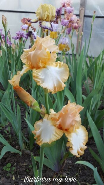 PicsArt_07-29-11.17.50 - Iris Barbara my love