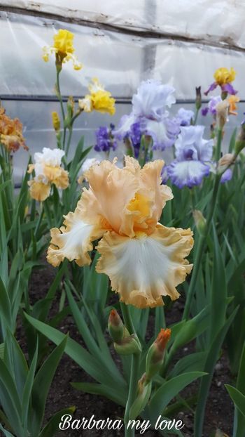 PicsArt_07-29-11.10.20 - Iris Barbara my love