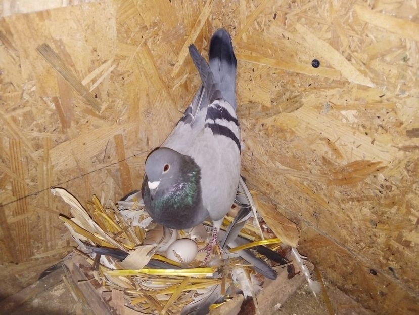 IMG-20190329-WA0024 - Pui de porumbei voiajori 2019