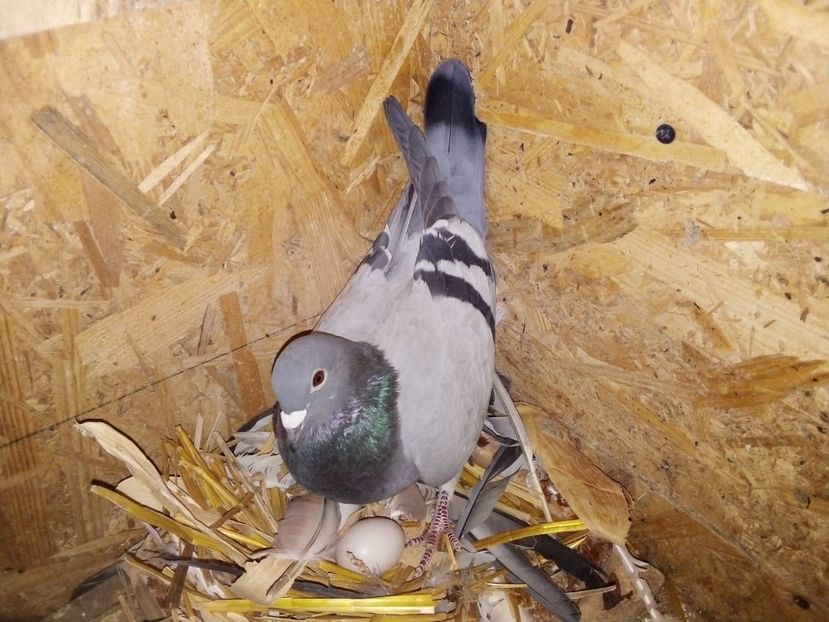 IMG-20190329-WA0020 - Pui de porumbei voiajori 2019