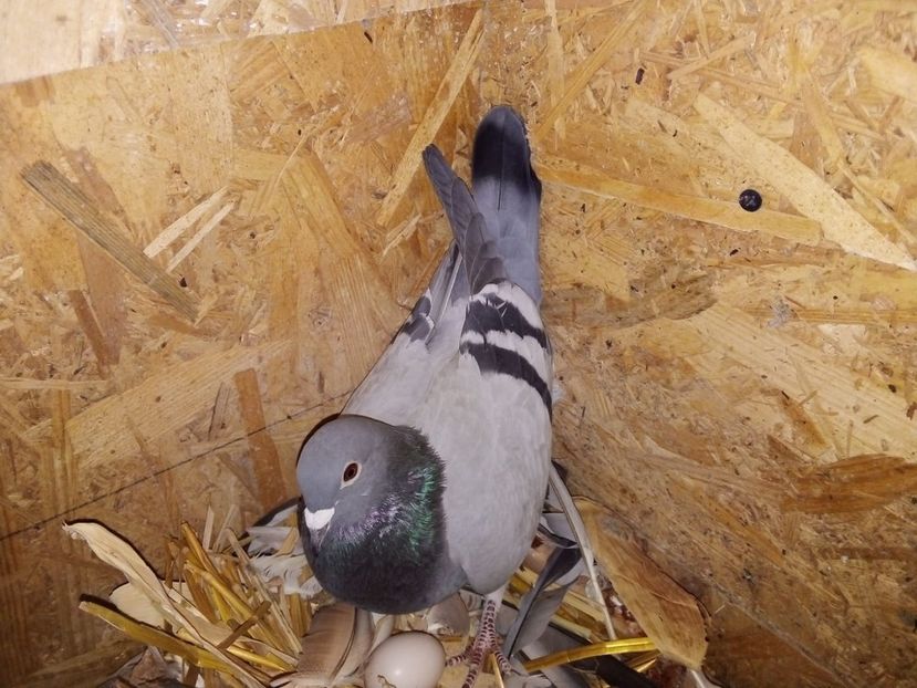 IMG-20190329-WA0022 - Pui de porumbei voiajori 2019