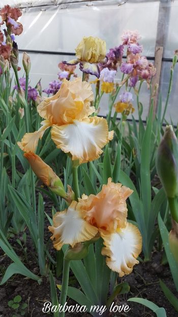 PicsArt_07-29-11.16.57 - Iris Barbara my love