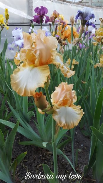 PicsArt_07-29-11.16.01 - Iris Barbara my love