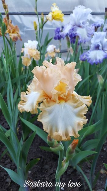 PicsArt_07-29-11.02.41 - Iris Barbara my love