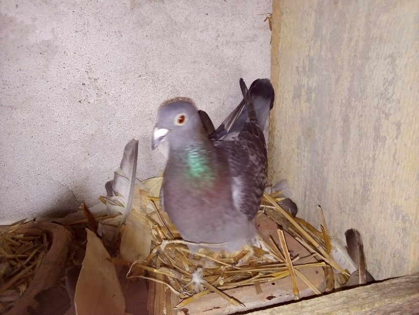  - Pui de porumbei voiajori 2019