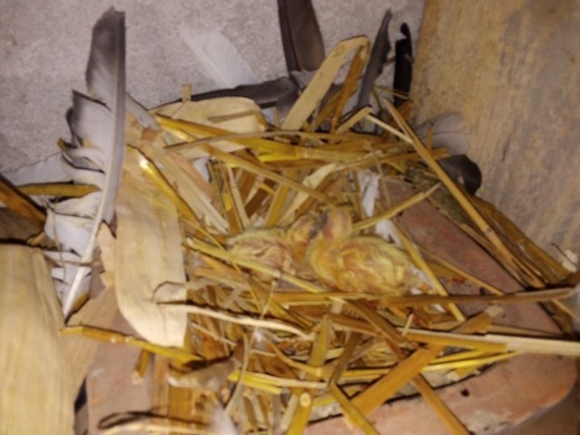  - Pui de porumbei voiajori 2019