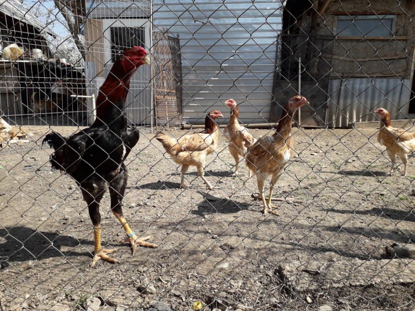  - Combatant malaez 2018-2019