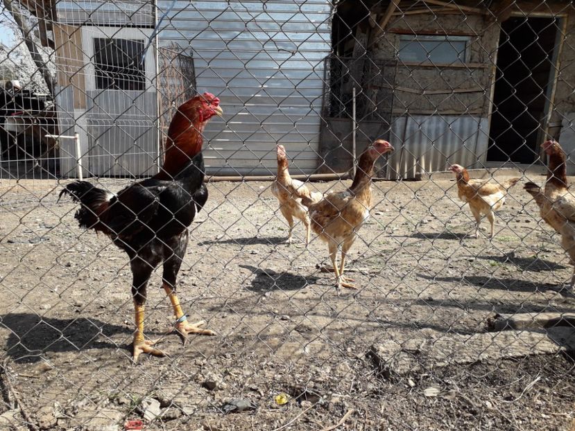  - Combatant malaez 2018-2019