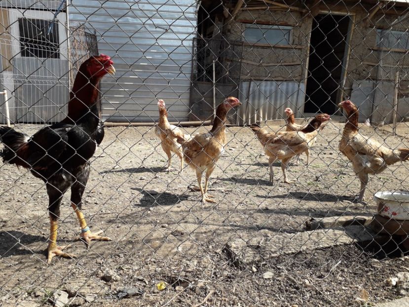  - Combatant malaez 2018-2019