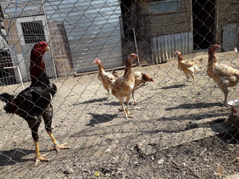  - Combatant malaez 2018-2019